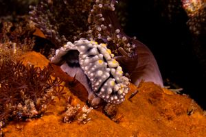 Elegant Phyllidia