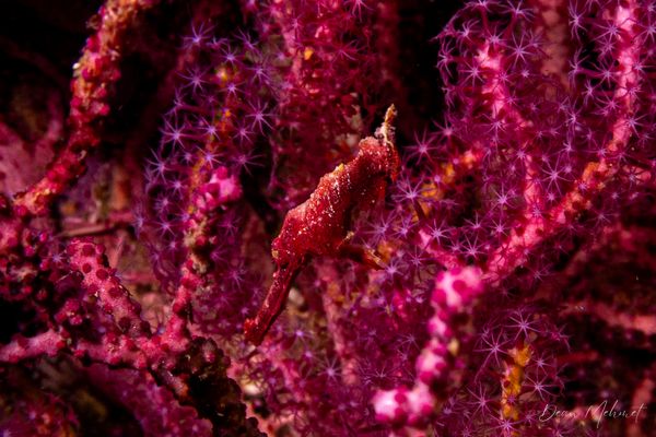 Gato Island encounter 18