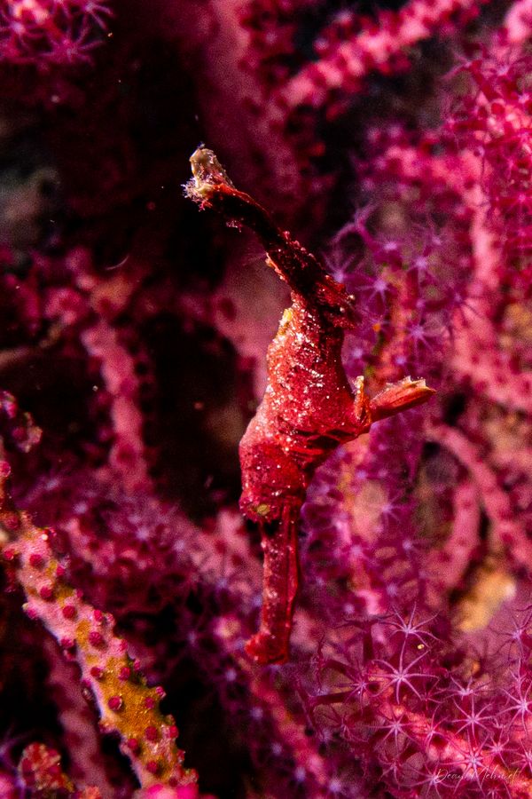 Gato Island encounter 19