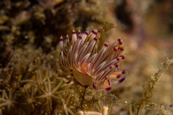 Gato Island encounter 20