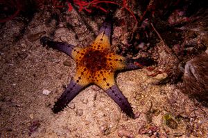 Brick Red Sea Star