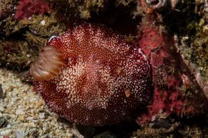 Flatworm Discodoris