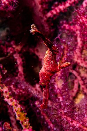 Shorthead Seahorse