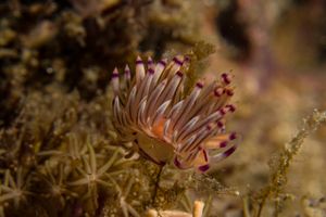Coryphellina lotos