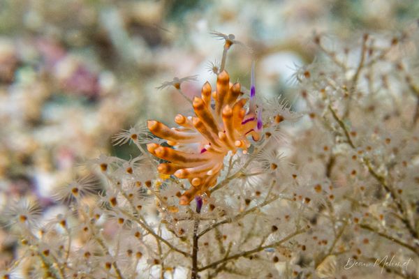 Gato Island encounter 23