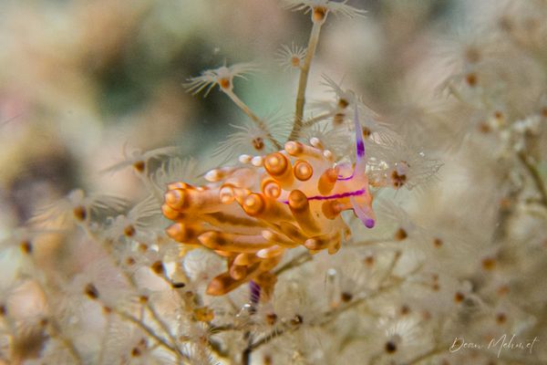 Gato Island encounter 24
