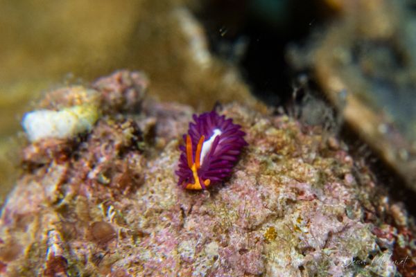Gato Island encounter 25
