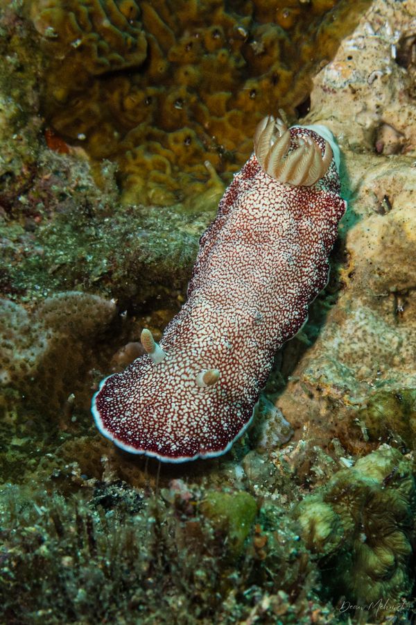Gato Island encounter 27