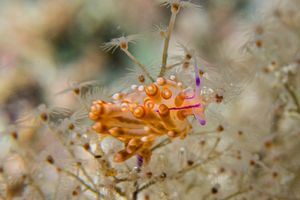 Coryphellina flamma