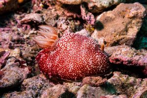 Pacific White-spotted Sea Cucumber