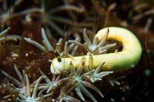 Baba's crinoid squat lobster