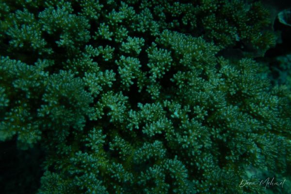 Monad Shoal encounter 6