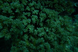 Lace Coral
