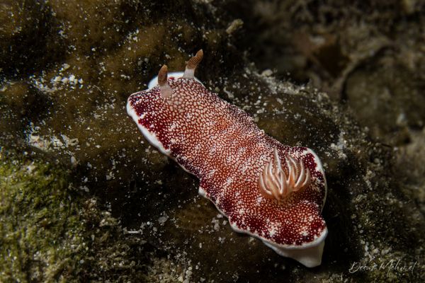 Exotic House Reef encounter 8