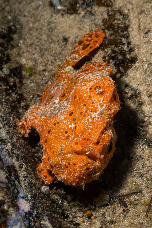 Exotic House Reef encounter 9