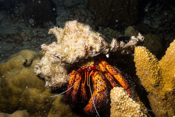 Exotic House Reef encounter 10
