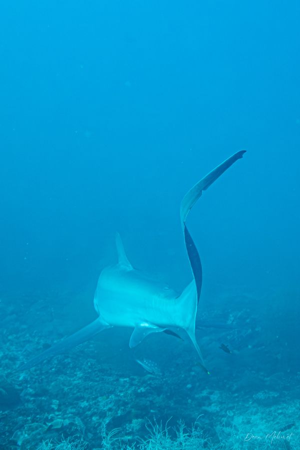 Archive frame - Malapascua, PH - 4 August 2026 - Dive 1 - Kimud Shoal