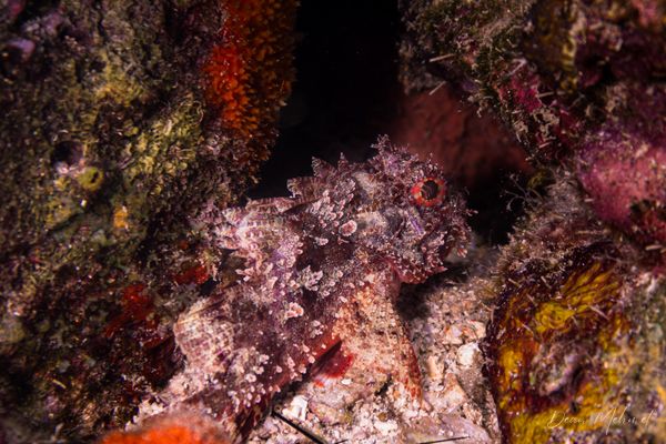 Pescador Island encounter 13