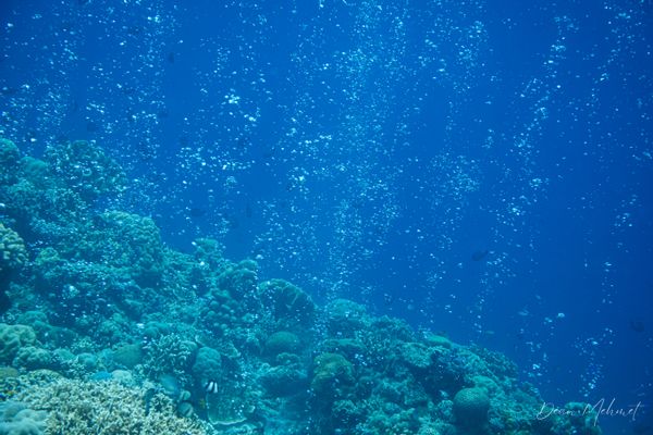 Pescador Island encounter 14