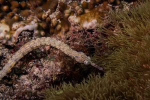 Reeftop Pipefish