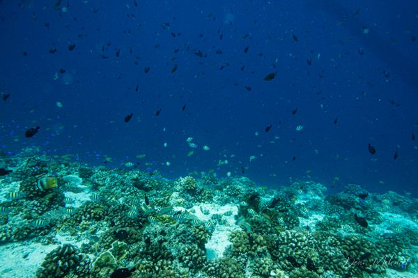 Pescador Island encounter 15