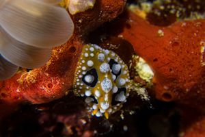 Ocellate Phyllidia
