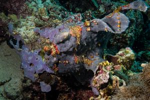 Bluish Encrusting Sponge