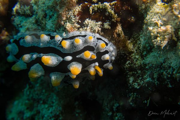 Balay Reef encounter 11