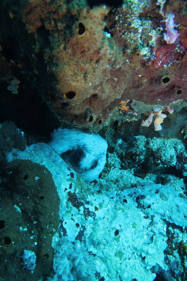 Verde Island encounter 26
