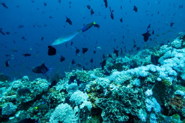 Verde Island encounter 27