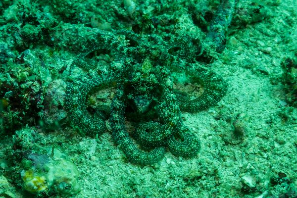 La Laguna Point encounter 18