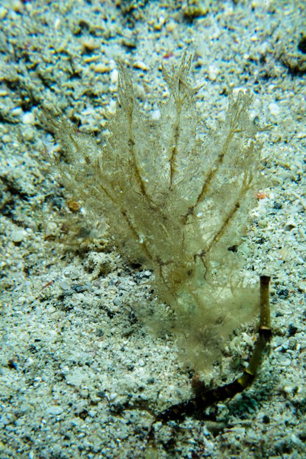 Montani encounter 46