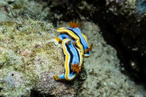 Anna's Chromodoris