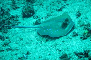 Oriental Bluespotted Maskray