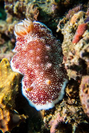 Pink-mouth Egg Cowry
