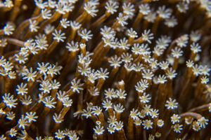 Toadstool Leather Corals