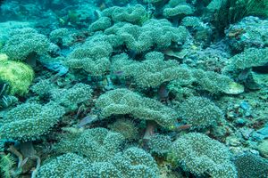 Merten's Sea Anemone