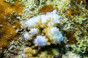 Acropora gemmifera