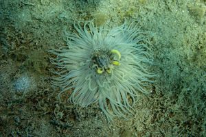 Fringed Cerianthid