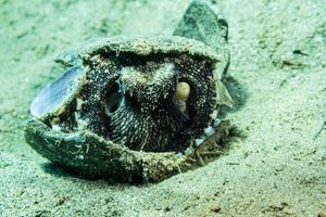 Coconut Octopus