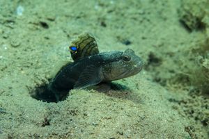 Smiling Goby