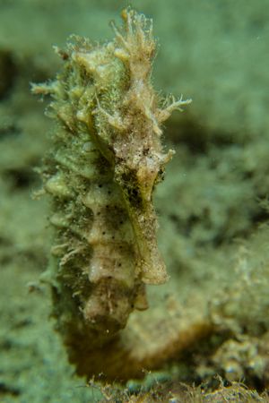 Queensland Seahorse