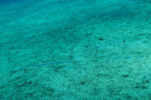 Curious Wormfish
