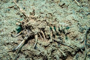 rare-spined murex