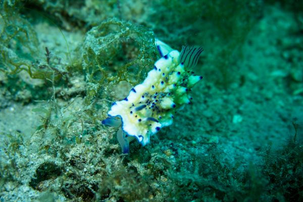 Secret Bay encounter 13