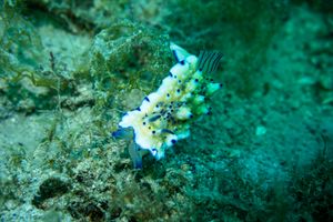 Bumpy Mexichromis