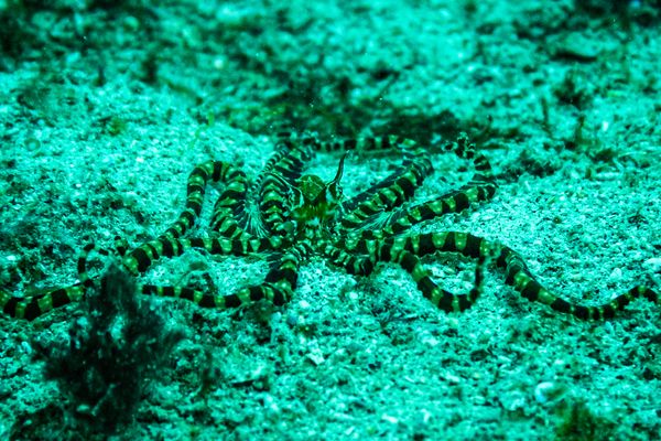 Secret Bay encounter 16