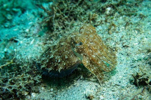 Secret Bay encounter 17