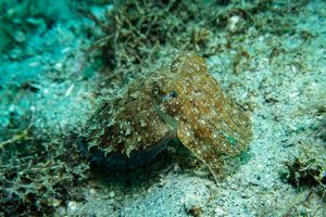 Pharaoh Cuttlefish