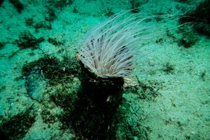 Banded tube anemone